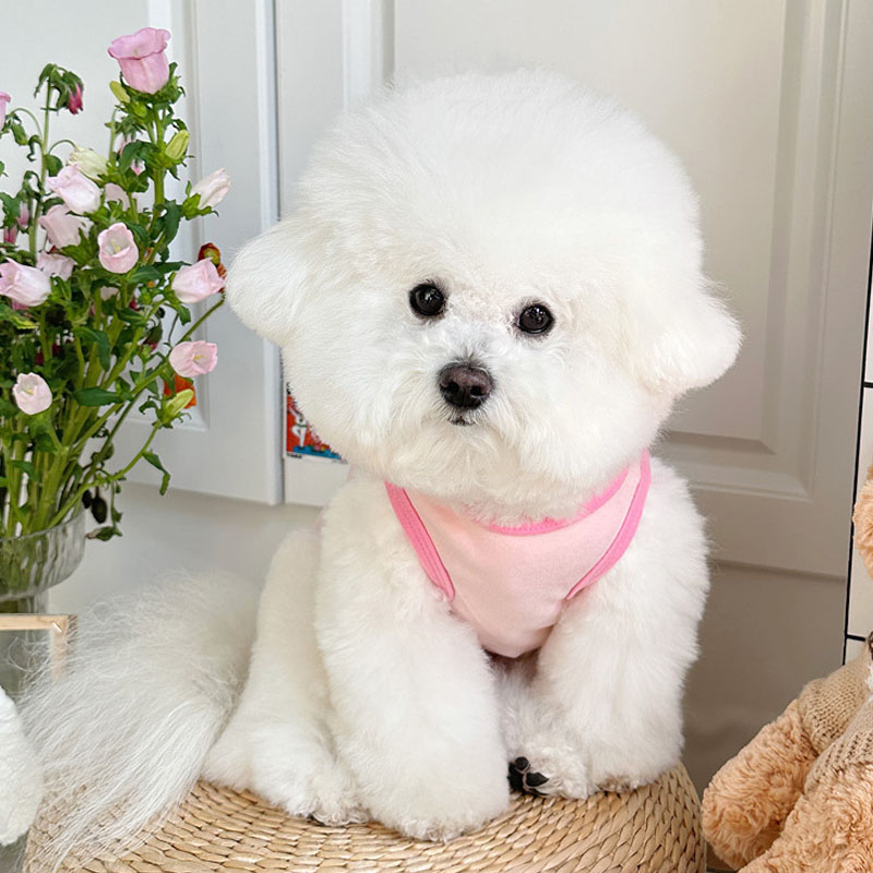 Одежда для собак с мультяшными – обзор и цена Pet Supplies York