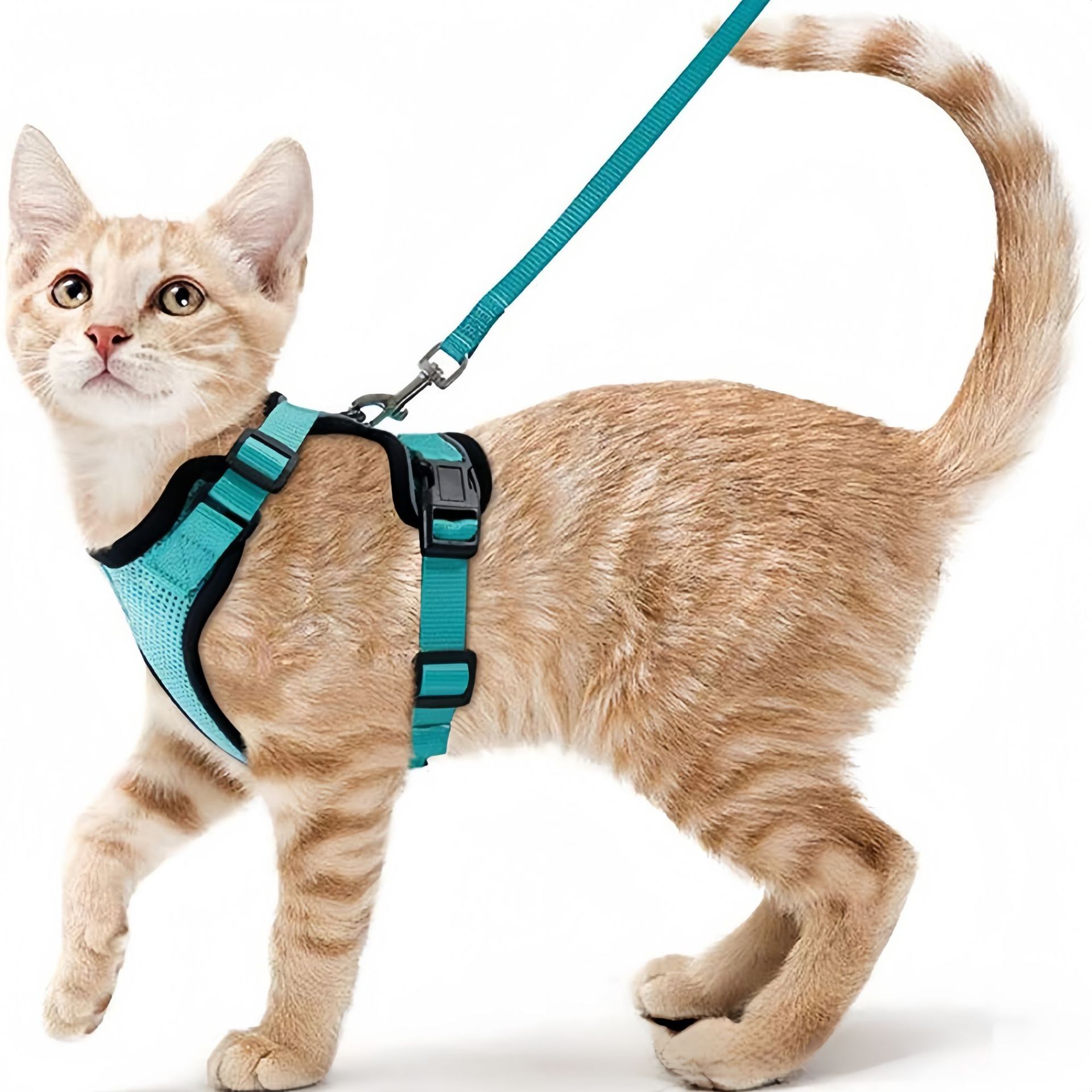 Нагрудный ремень для кошек Ama – обзор и цена Pet Supplies In Amazon